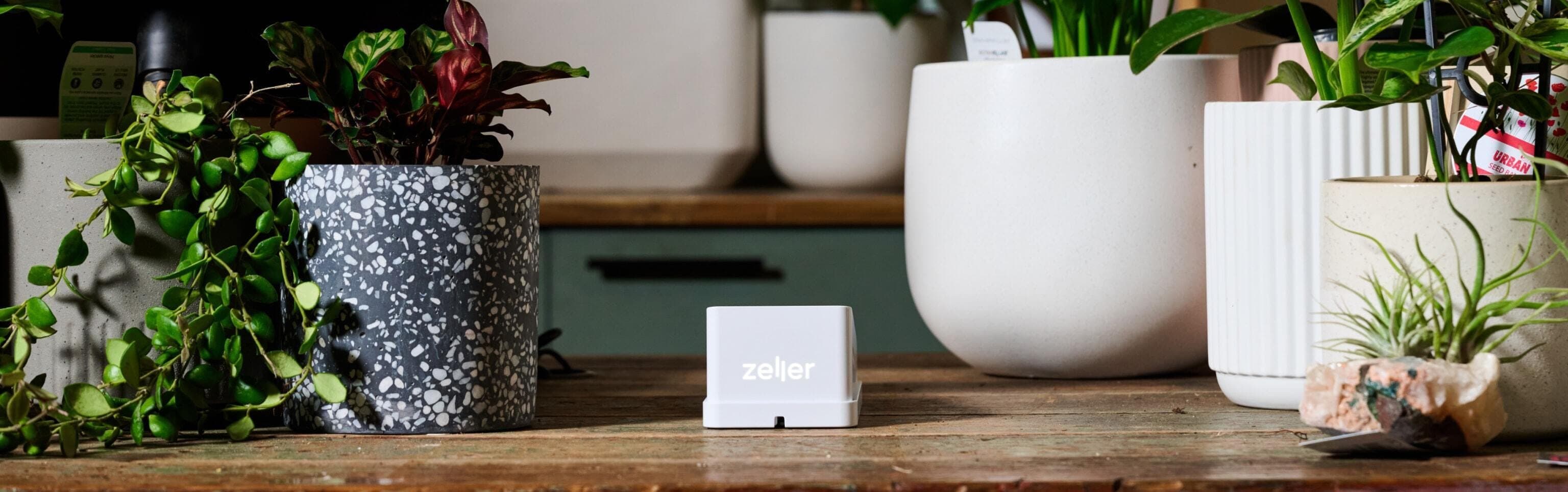 Zeller - Terminal 2 in White, plant shop