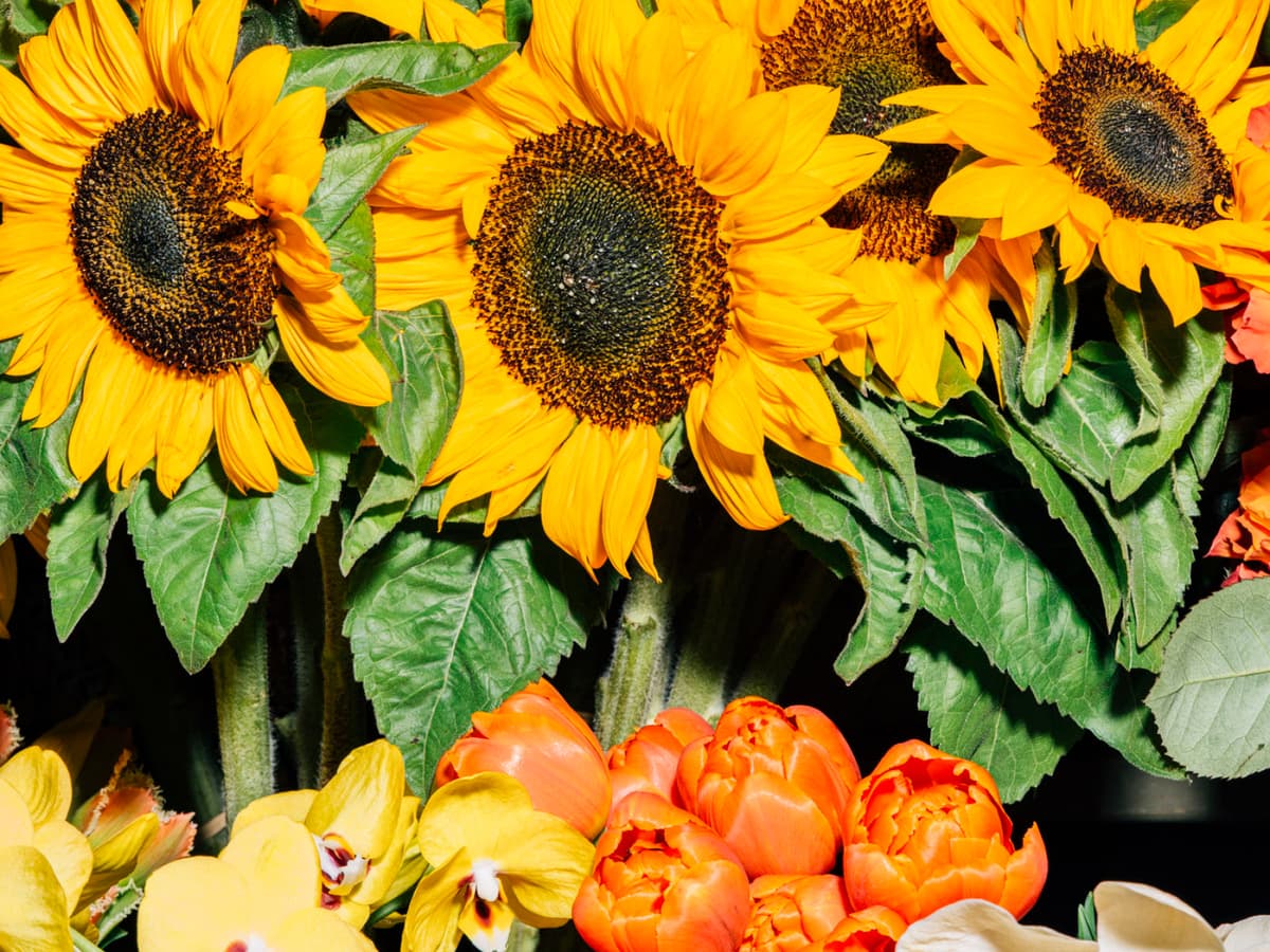 FC-2305-02222-Sunflowers-Mid-res